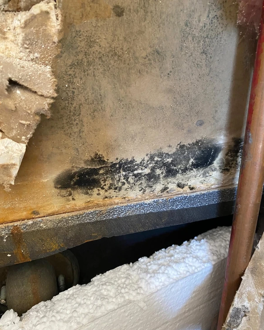 Close-up of black mold growth on wood framing found during a Minneapolis water damage inspection